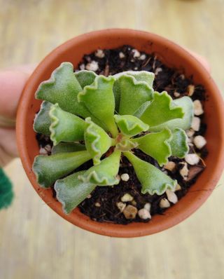 Adromischus cristatus