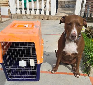 Transportin perro mediano