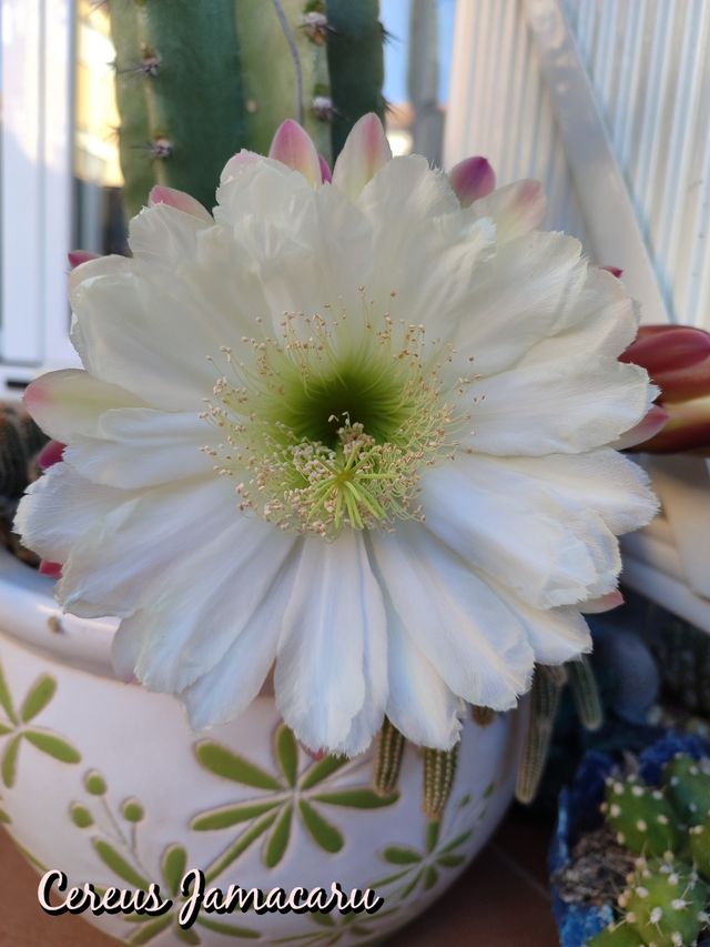 Oferta Cereus jamacaru