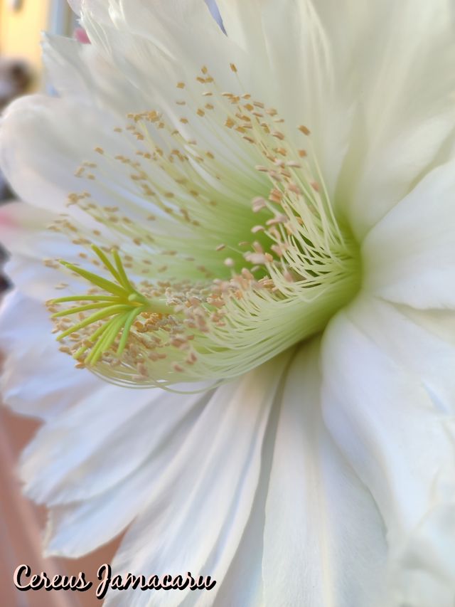 Oferta Cereus jamacaru