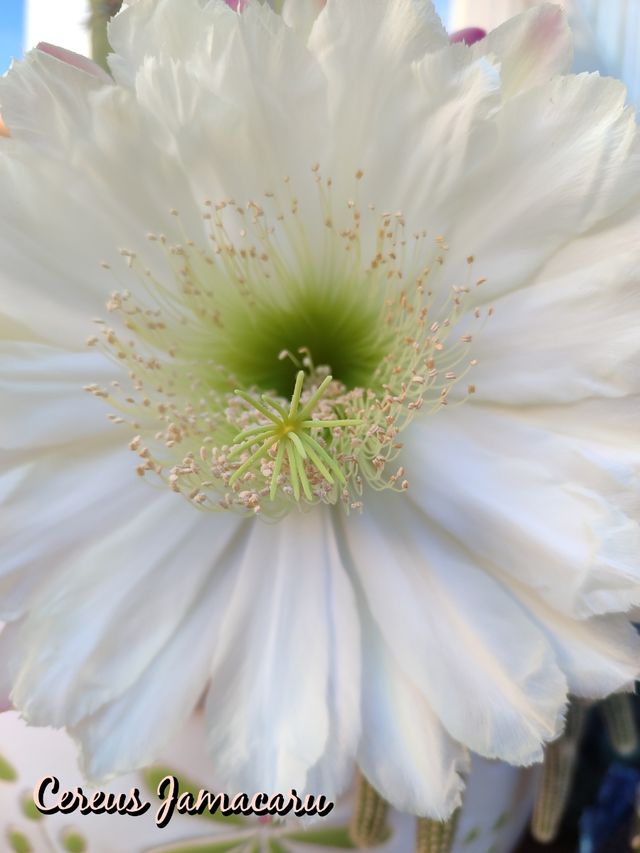 Oferta Cereus jamacaru