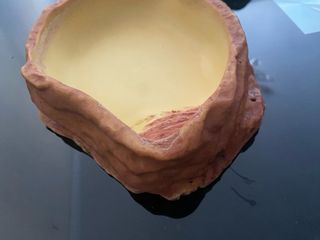 Terrario de anfibios 