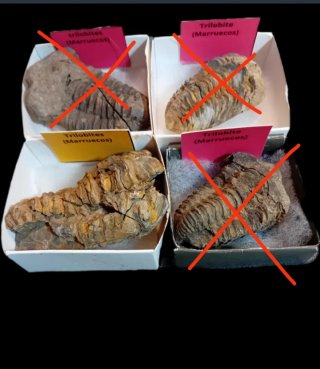 Trilobites fósil de calidad media
