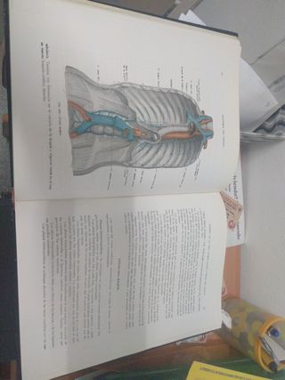 Anatomía humana 
