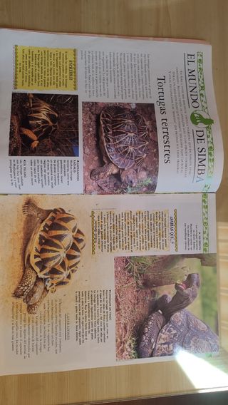 Preciosos fascículos de El Rey León