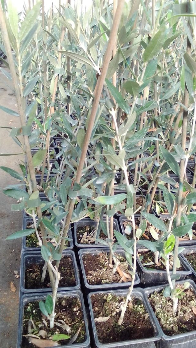 Olivos de diferentes variedades