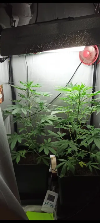 Kit cultivo COMPLETO armario indoor