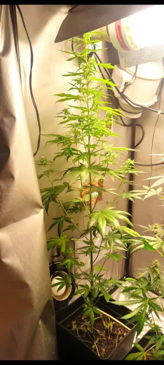 Kit cultivo COMPLETO armario indoor