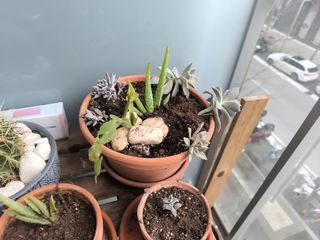 Cactus