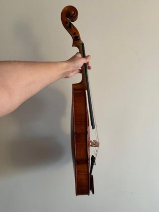 Viola