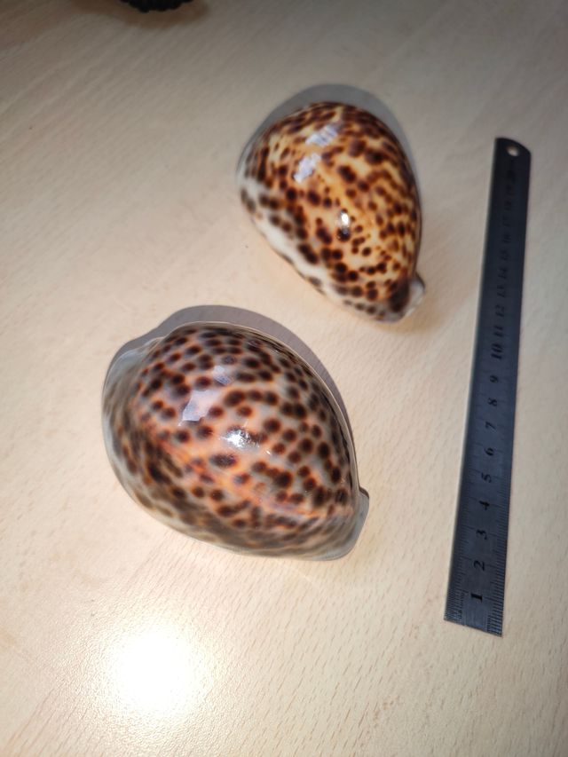 Conchiglia di mare vintage maculata (2 pezzi)