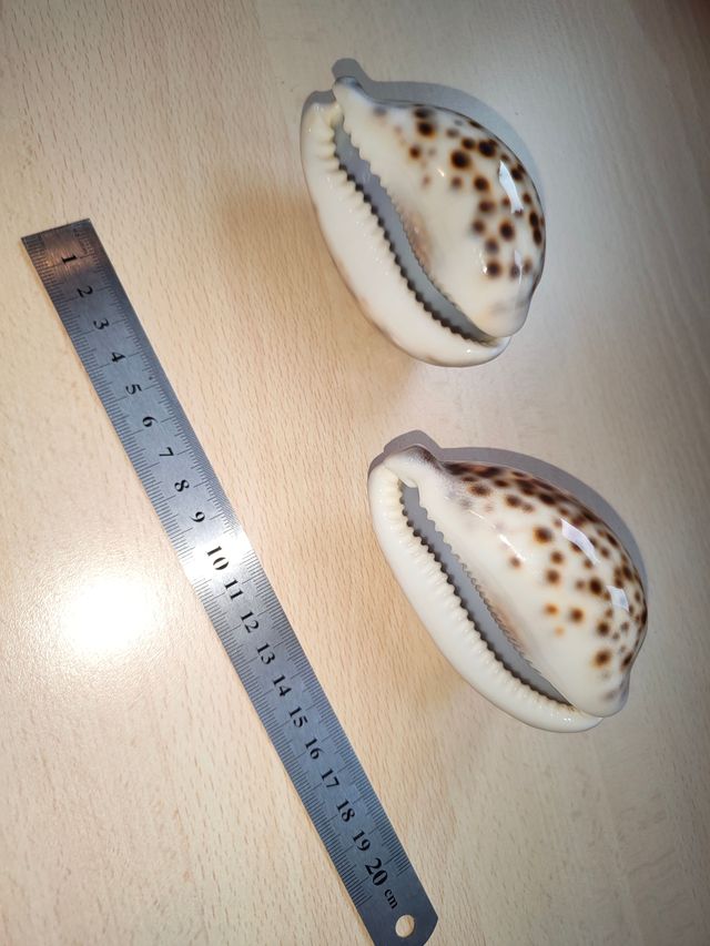 Conchiglia di mare vintage maculata (2 pezzi)