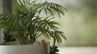 Objetivo Zoom Sony 75-300 f4.5-5.6 SAL75300