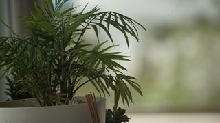 Objetivo Zoom Sony 75-300 f4.5-5.6 SAL75300