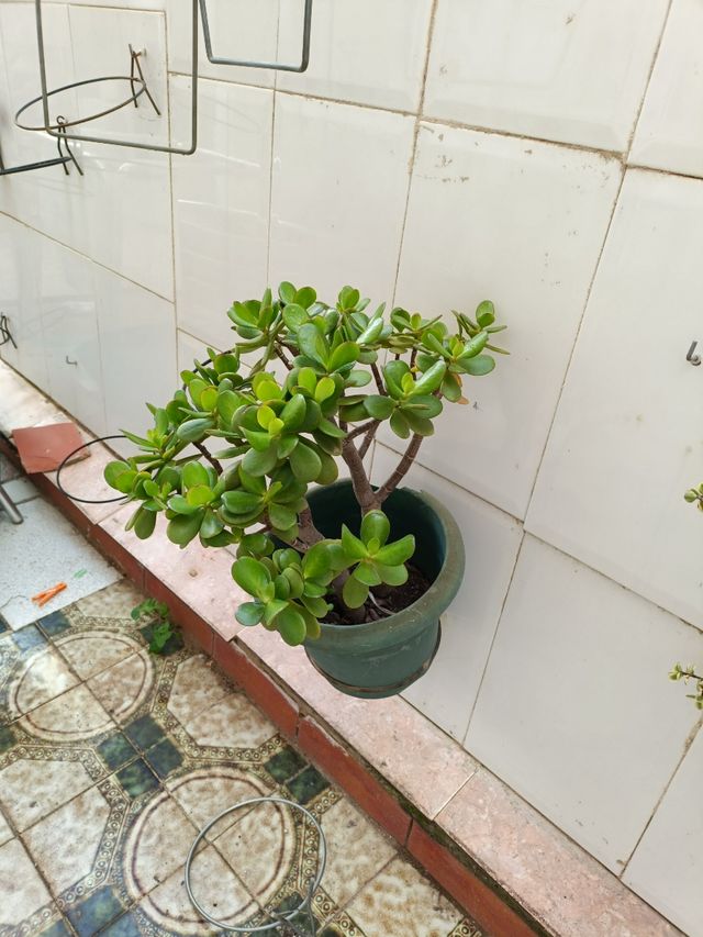 Árbol de Jade .Planta de la suerte.