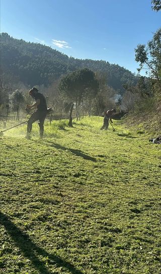 Servicios de jardinería 