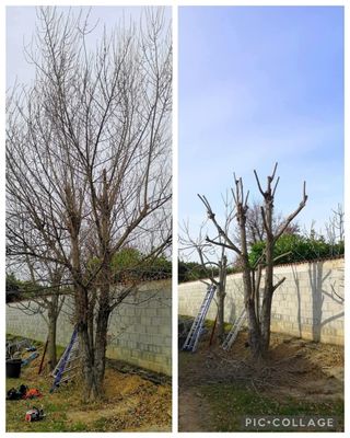 Jardinero económico 