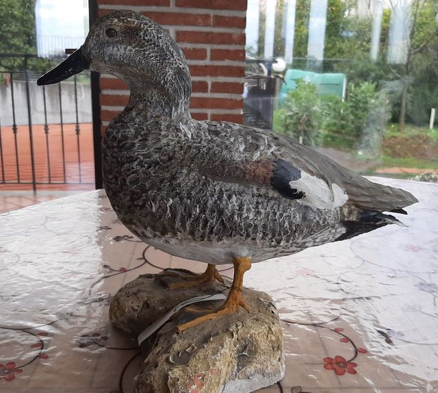 Canapiglia in scultura di argilla e dim. naturali