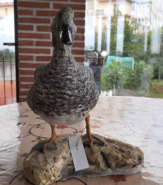 Canapiglia in scultura di argilla e dim. naturali