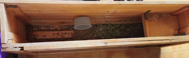 Jaula para roedores de madera de pino