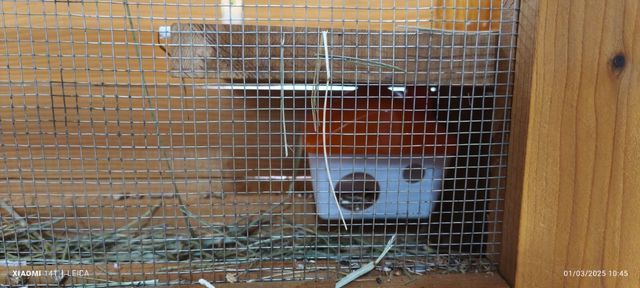 Jaula para roedores de madera de pino