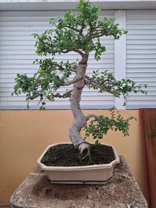 Bonsai Olmo Chino Ulmus Parvifolia