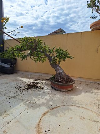 Bonsai Portulacaria arbol de Jade
