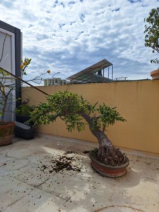 Bonsai Portulacaria arbol de Jade