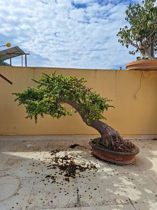 Bonsai Portulacaria arbol de Jade