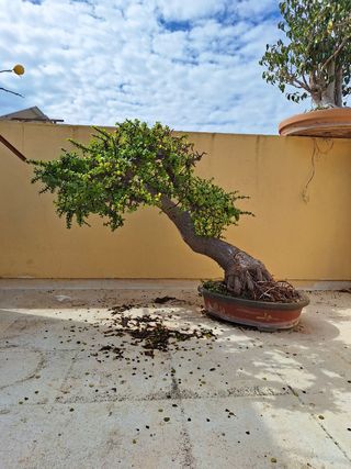 Bonsai Portulacaria arbol de Jade