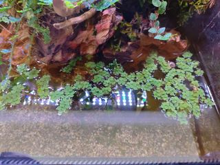 Planta acuario cola zorro,flotantes y planorbis
