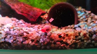 Planta acuario cola zorro,flotantes y planorbis