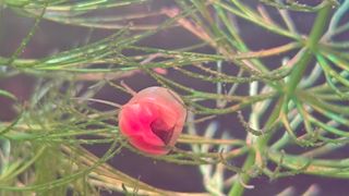Planta acuario cola zorro,flotantes y planorbis