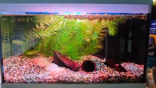 Planta acuario cola zorro,flotantes y planorbis