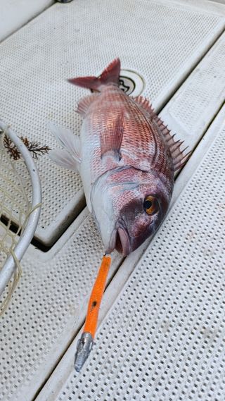 Vinilos pesca jigging spinning