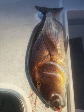 Vinilos pesca jigging spinning