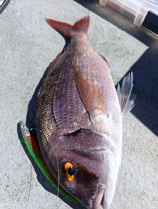 Vinilos pesca jigging spinning