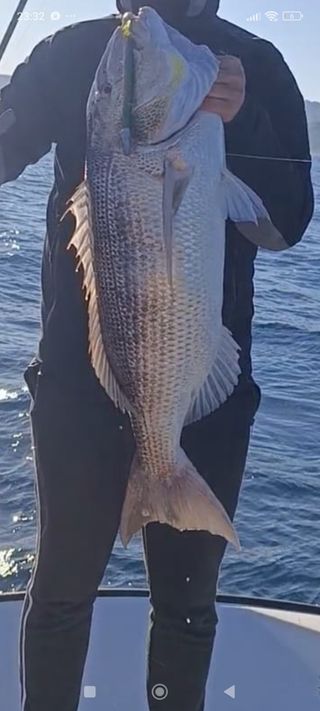 Vinilos pesca jigging spinning