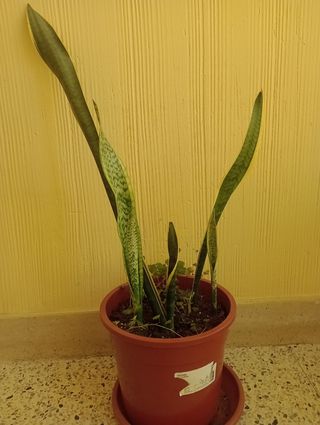 SANSEVIERA, LENGUA DE SUEGRA, GRANDE.
FOTO ACTUAL