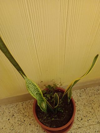 SANSEVIERA, LENGUA DE SUEGRA, GRANDE.
FOTO ACTUAL