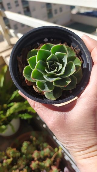 Suculenta. Echeveria conchita