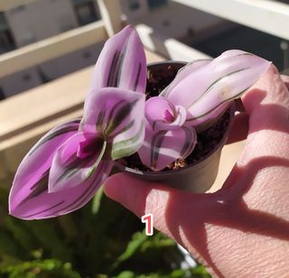 Tradescantia Nanouk pink
