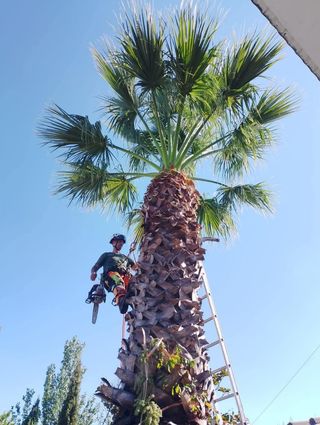 Limpieza de parcelas 