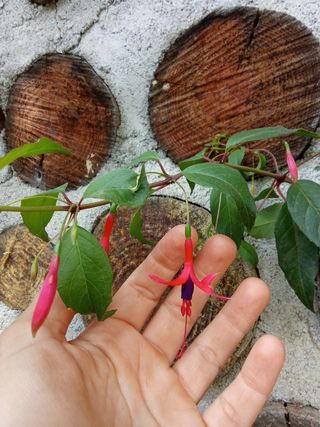 Agotado - Fucsia comestible grande