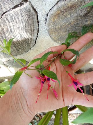 Agotado - Fucsia comestible grande