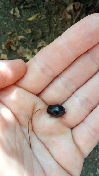 Agotado - Fucsia comestible grande