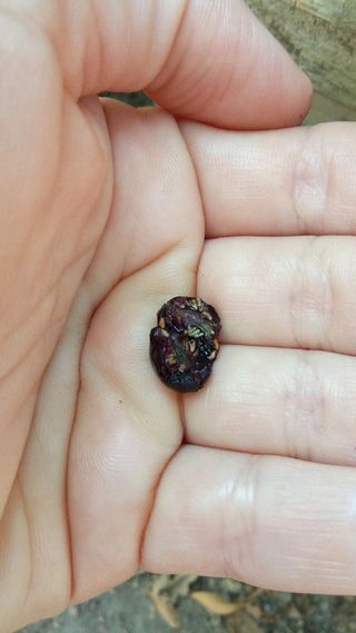 Agotado - Fucsia comestible grande