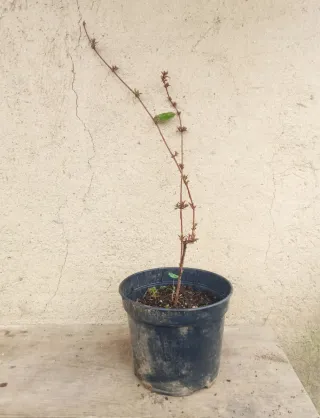 Agotado - Fucsia comestible grande