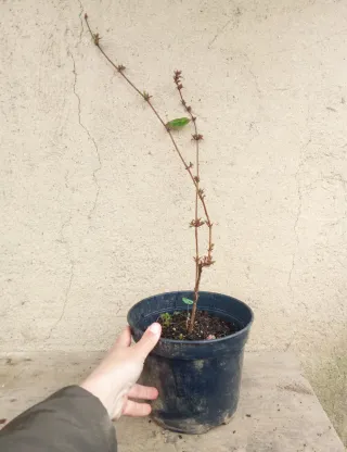 Agotado - Fucsia comestible grande