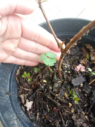 Agotado - Fucsia comestible grande